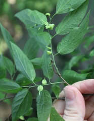 Celticecis semenrumicis