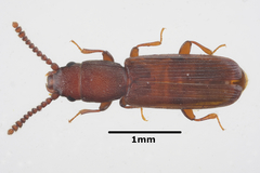 Leptophloeus clematidis