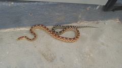 Pituophis vertebralis