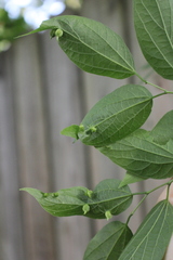 Celticecis semenrumicis