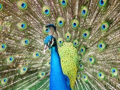 Pavo cristatus
