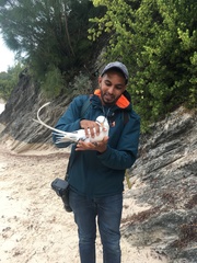 Phaethon lepturus catesbyi