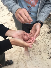 Phaethon lepturus catesbyi