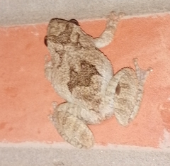 Scinax acuminatus