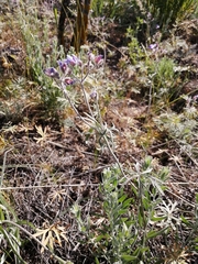 Geranium linearilobum