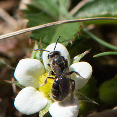Hemihalictus