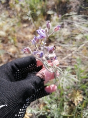 Geranium linearilobum