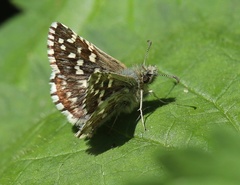 Pyrgus malvoides