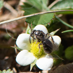Hemihalictus