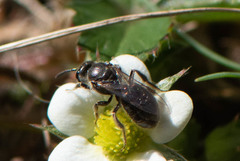 Hemihalictus