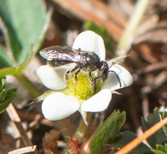 Hemihalictus