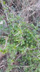 Canthium coromandelicum