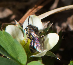 Hemihalictus