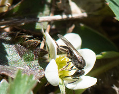 Hemihalictus