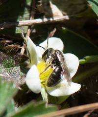 Hemihalictus