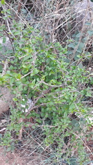 Canthium coromandelicum