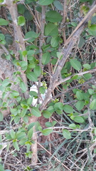 Canthium coromandelicum