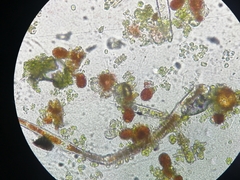 Cephaleuros virescens