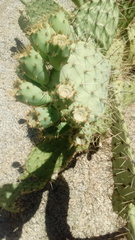 Opuntia phaeacantha