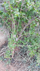 Canthium coromandelicum