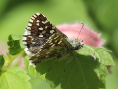 Pyrgus malvoides