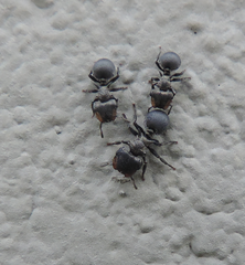 Cephalotes pusillus