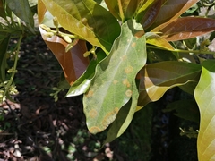 Cephaleuros virescens