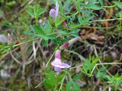 Chamaecytisus purpureus