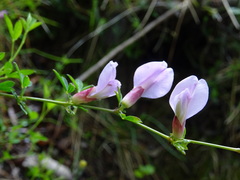 Chamaecytisus purpureus