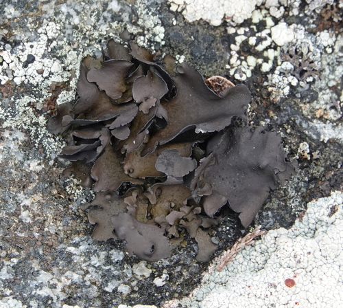 Petalled Rocktripe Lichen