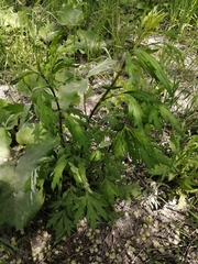 Artemisia vulgaris