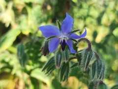 Borago officinalis