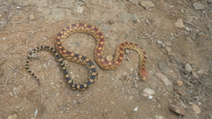 Pituophis vertebralis
