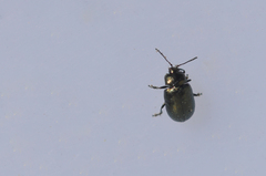 Phratora vitellinae
