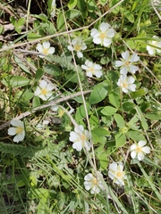 Potentilla montana