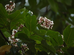 Derris heyneana