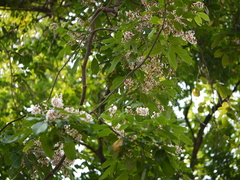 Derris heyneana