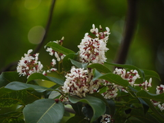Derris heyneana