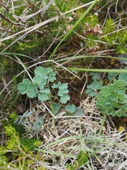 Thalictrum tuberosum