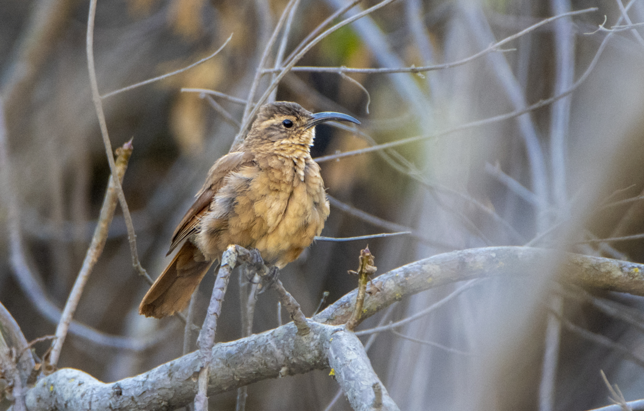White-throated Earthcreeper (Upucerthia albigula), photo 8