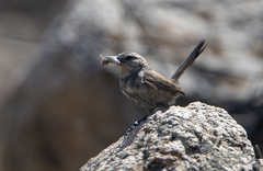 Pseudasthenes cactorum