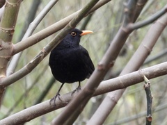 Turdus merula