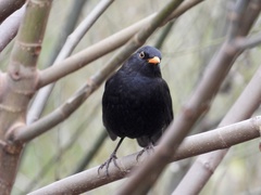 Turdus merula