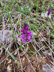 Polygala major