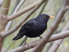 Turdus merula