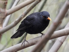 Turdus merula