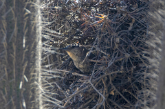 Pseudasthenes cactorum