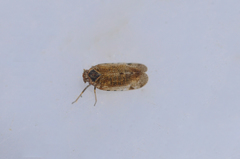 Tachycixius pilosus