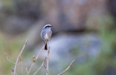 Ochthoeca leucophrys