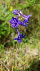 Delphinium nuttallii